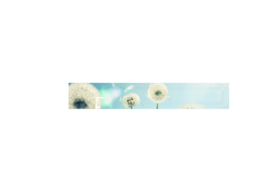 Echtglas-Rueckwand-Blumenwiese-Pusteblumen